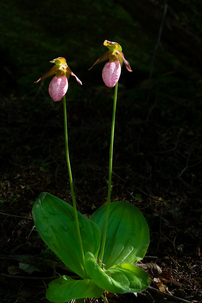 Orchids on Snider