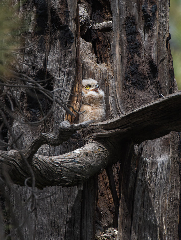 What Do Owls Know?