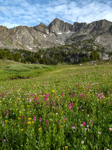 Flowers Below the Hive