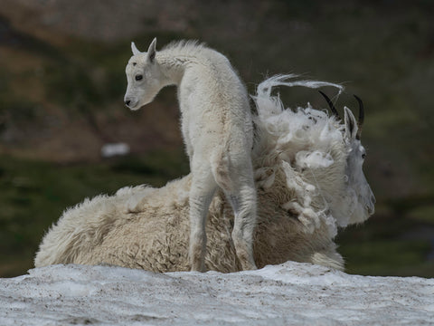 Climbing in the Wind