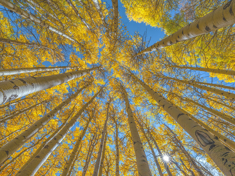 Looking Up Into Autumn