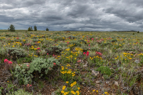Pryor Mountains Super Bloom