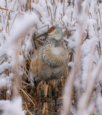 A Hole Through Winter