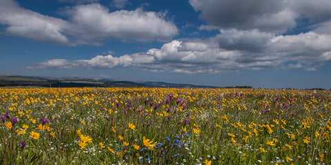 As Far As The Eye Can See