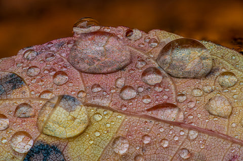 Rain Catcher