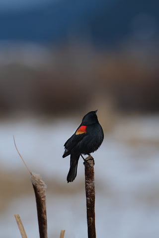 Spring's Profile - Limited Edition