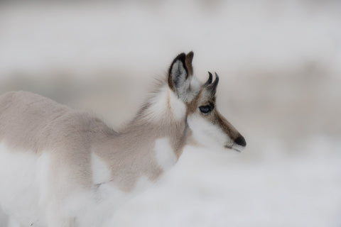 First Winter