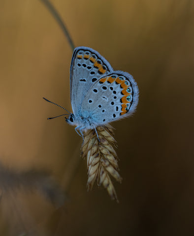 Light of Late Summer