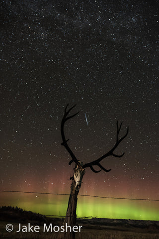 Elk Lights