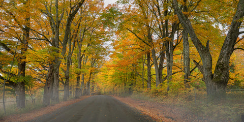 Through A Yellow Wood