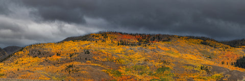 A Storm of Color