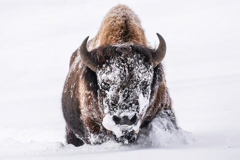 Plowing Through Winter