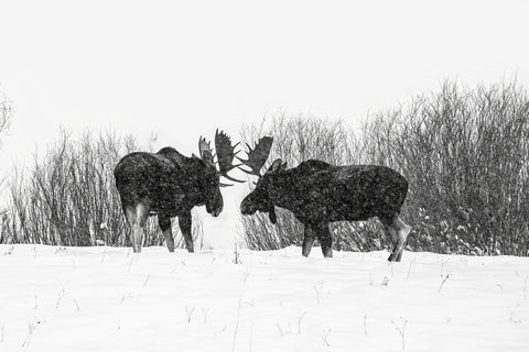 Snowbull Fight