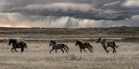 The Race