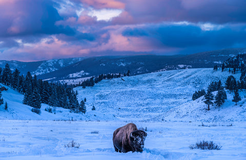 A Winter Sunset in Yellowstone National Park