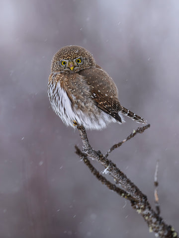 Hunting in the Snow