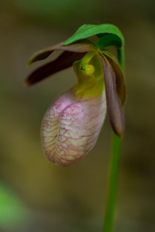 The Vermont Orchid