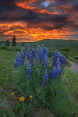 Big Horn Lupines