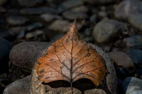 Leaf of Life